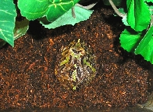 Bart the Frog