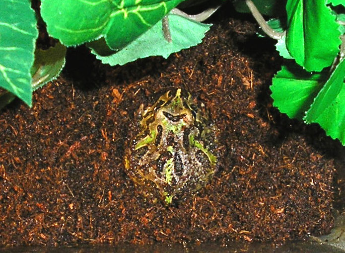 Bart the Frog