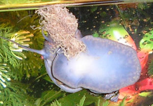 Apple snail