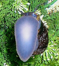 snail