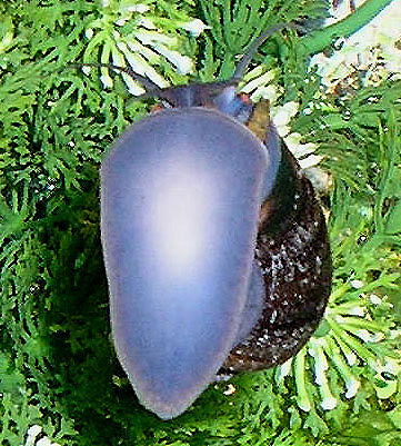 snail