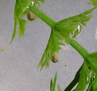 Firebelly eggs day 2