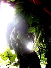 Bart the Barking Tree Frog