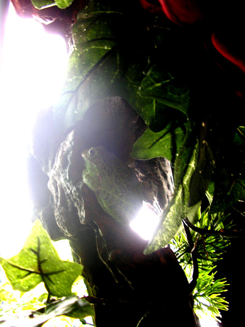 Bart the Barking Tree Frog