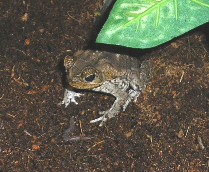 marine/cane toad