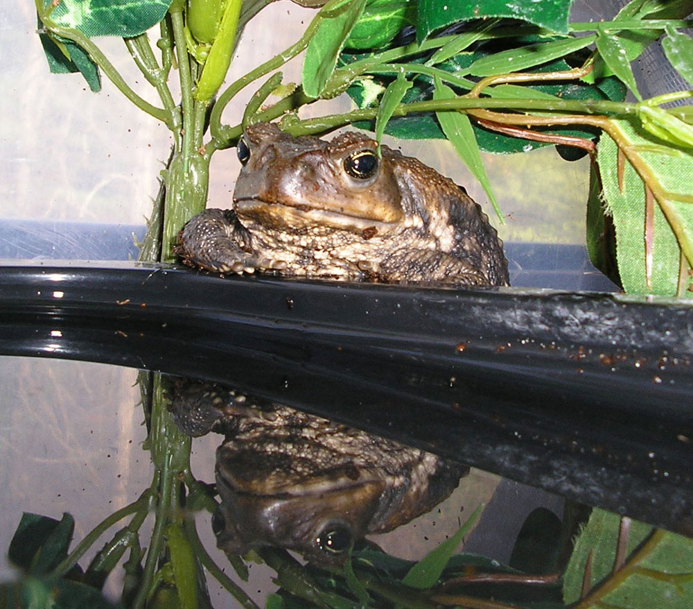 cane toad