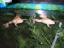 Albino clawed frog pair