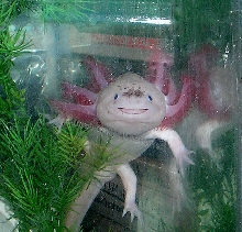 Axolotl