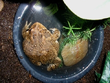 Stuart Bathing