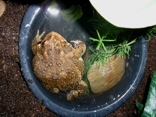 Stuart Bathing