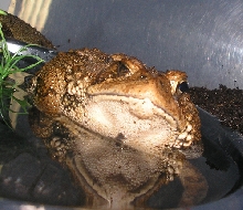 Stuart Bathing1