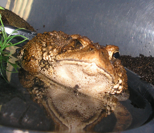 Stuart Bathing1