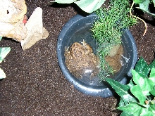 Stuart Bathing2