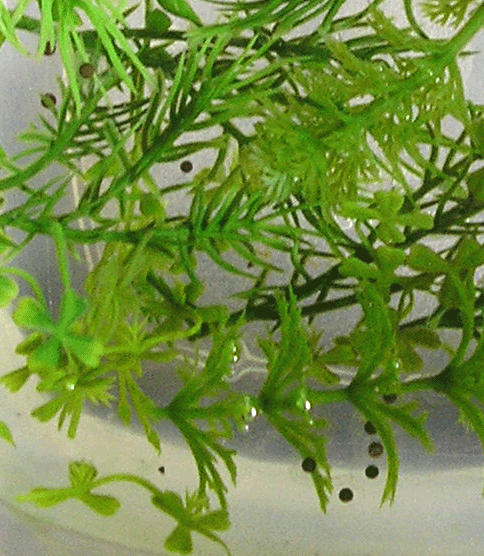 Firebelly toad eggs!
