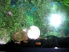 axolotl