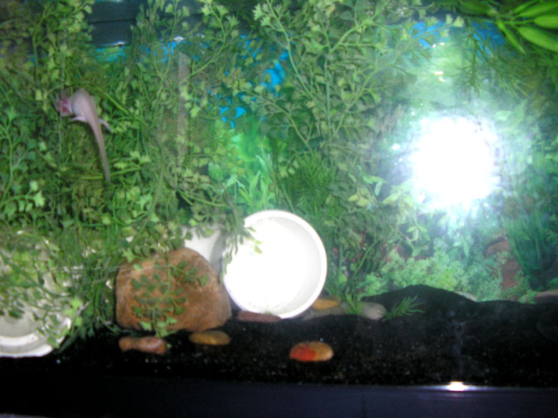 axolotl