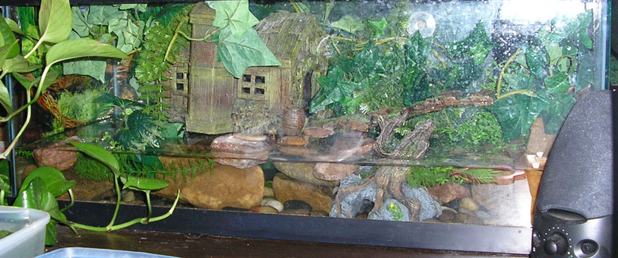 Firebelly toad abode
