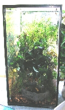 white's treefrog setup