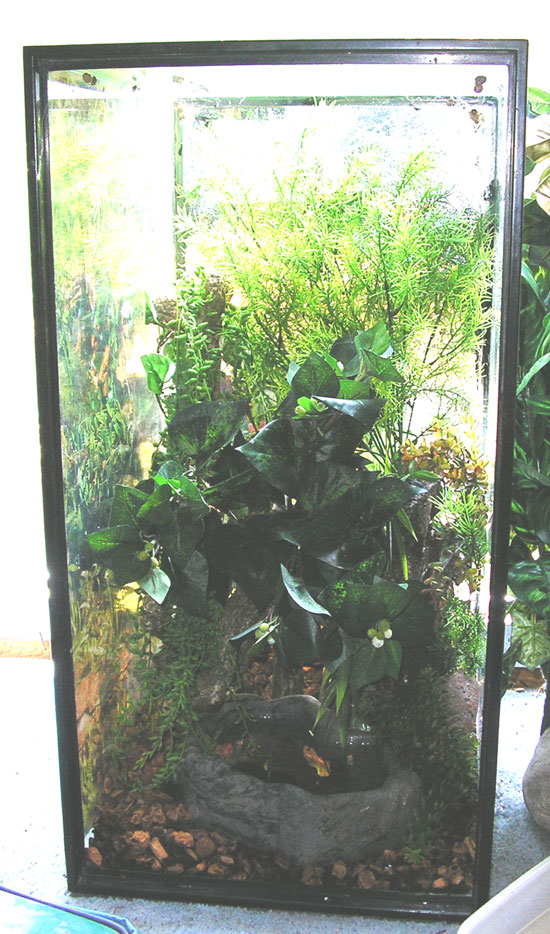 white's treefrog setup