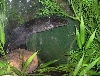 axolotl