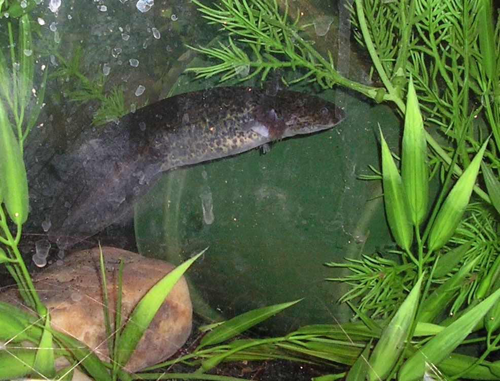 axolotl