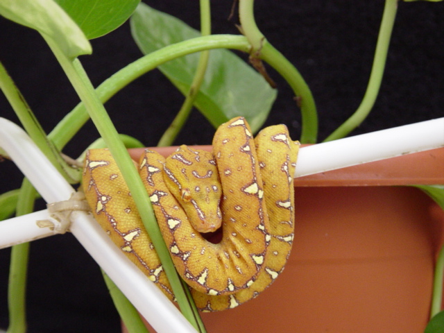 Light yearling GTP