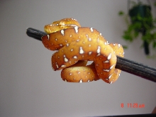 GTP