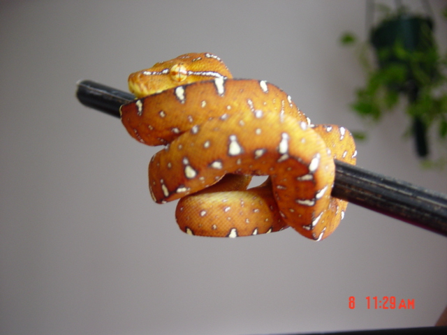 GTP