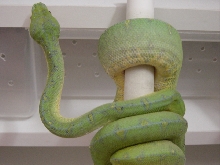 2002 female