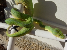 GTP2