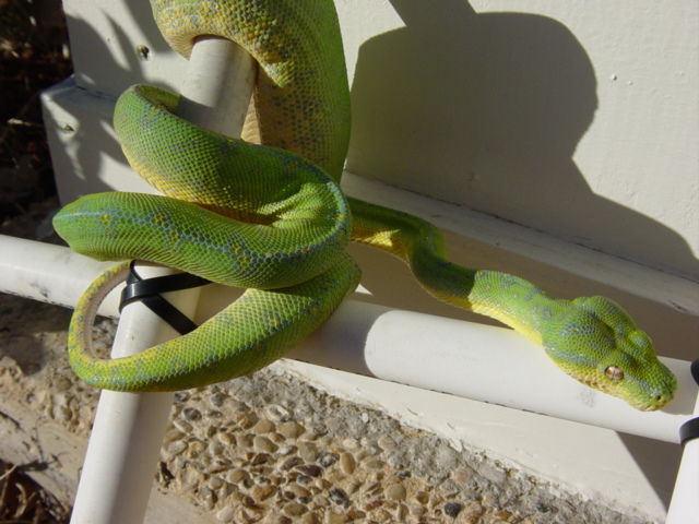GTP2