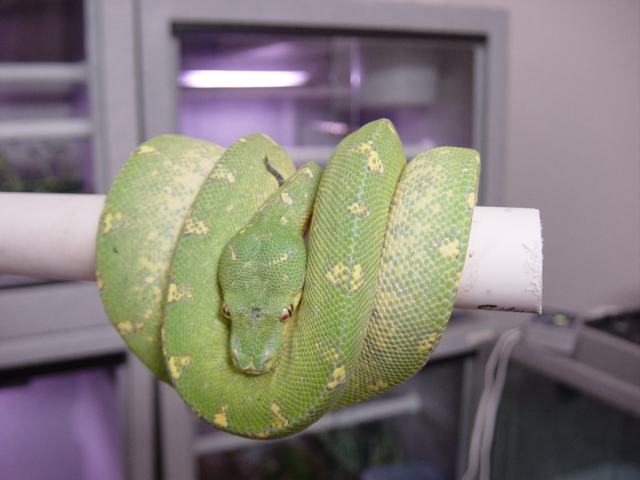 GTP1