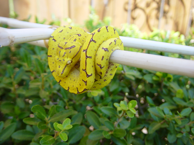 yellow neonate