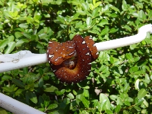 Maroon neonate
