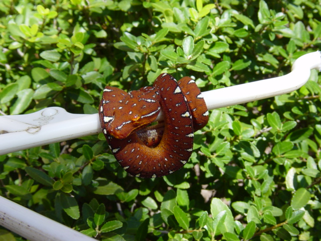 Maroon neonate