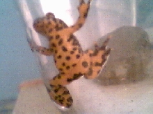 my fbt