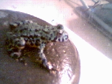 my fbt