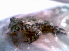 my fbt