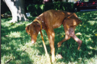 Septimus2