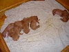 Feather babies