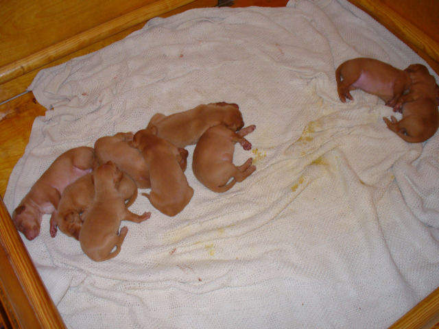 Feather babies