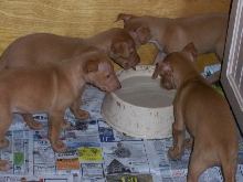 feather puppies 2