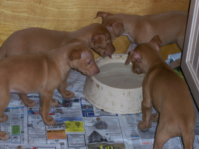 feather puppies 2