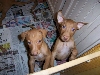 feather puppies 1