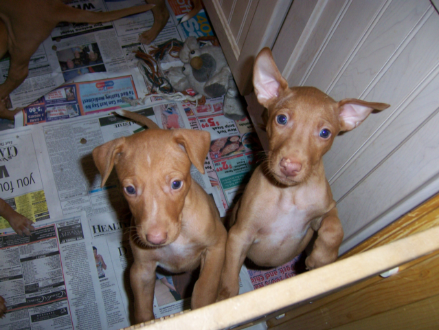 feather puppies 1