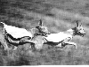 old coursing