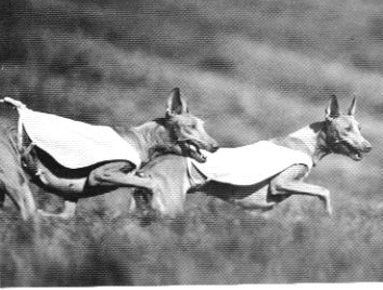old coursing