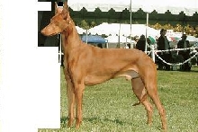 test dog 4