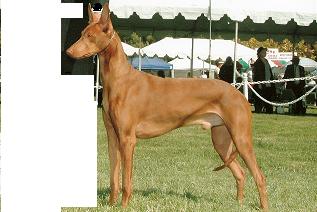 test dog 4