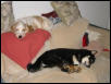My Two Agility Dogs! LOL!